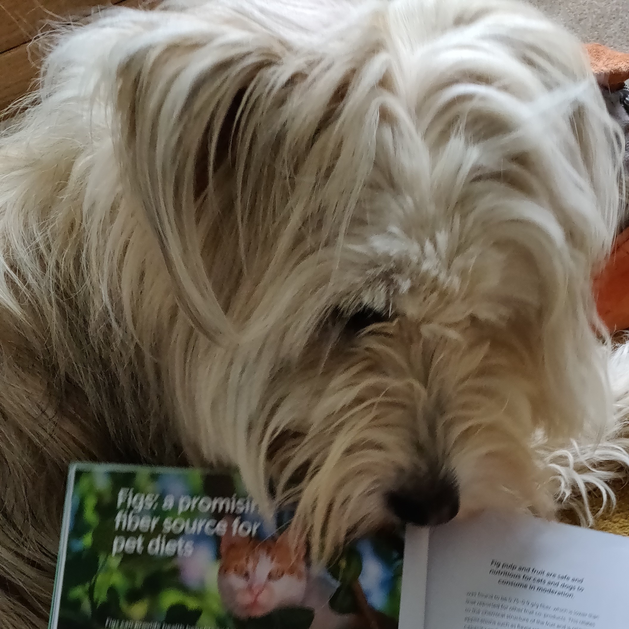 Rewarding Pet Nutrition dog with the PETS International May edition.